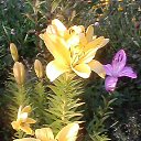 ���� ��������, ������� ��������, 68 ��� - ��������� 8 ������ 2017 � ������ ���� ����������