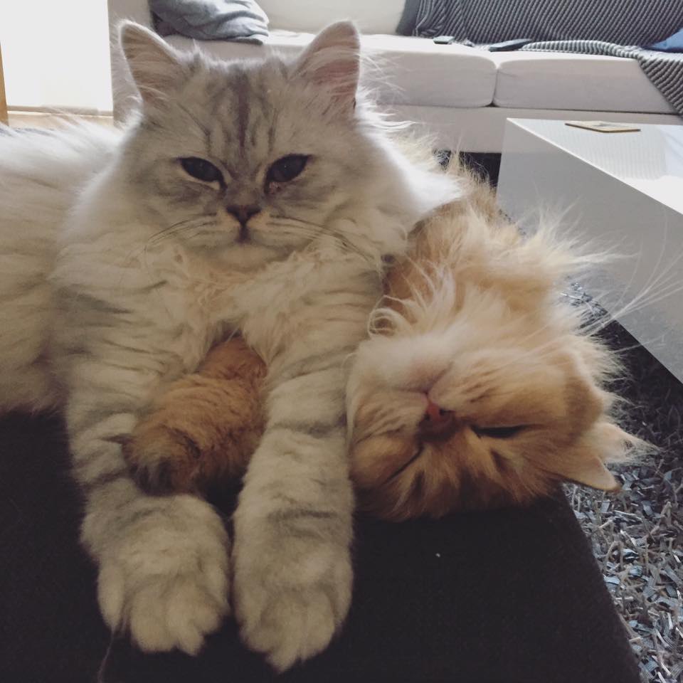 Smoothie the Cat Fan's - 29 ������� 2016 � 09:55
