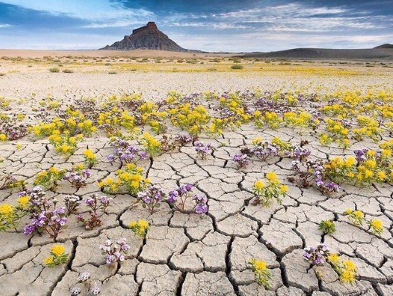 Desert bloom. Цветущая пустыня Анза Боррего. Государственный парк пустыни Анза-Боррего, Калифорния, США. Пустыня Атакама цветение. Атакама пустыни растения в пустыне.