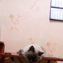 ���� ����, ������, 61 ��� - ��������� 20 ����� 2017 � ������ ���� ����������