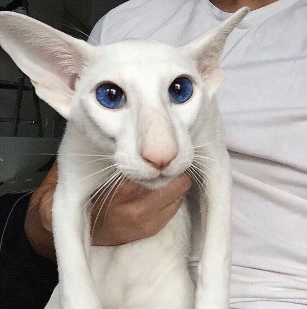 ����������� ������� - �� ��� ������ ����� ���� !!!