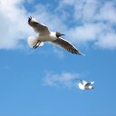 ���� Fedor., ������-���, 56 ��� - ��������� 7 ������� 2017 � ������ ������ ��������