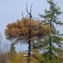 ���� �����, ����� ������� - ��������� 9 ������ 2016 � ������ �����-������߻