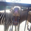 ���� �������, ������, 36 ��� - ��������� 3 ������� 2016 � ������ ������ ��������