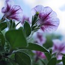  Sebastian, , 54  -  27  2017   