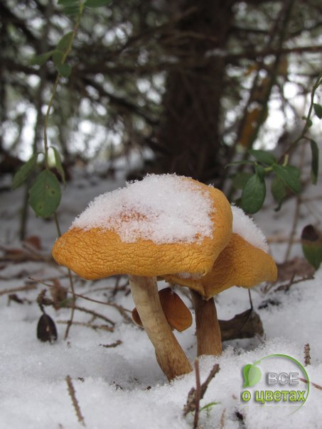 - 15 ��.