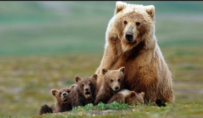    ...     ...      ...