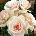  Sebastian, , 54  -  27  2017   