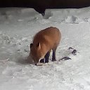 ���� ���, ����������, 43 ���� - ��������� 6 ������ 2017 � ������ ���������