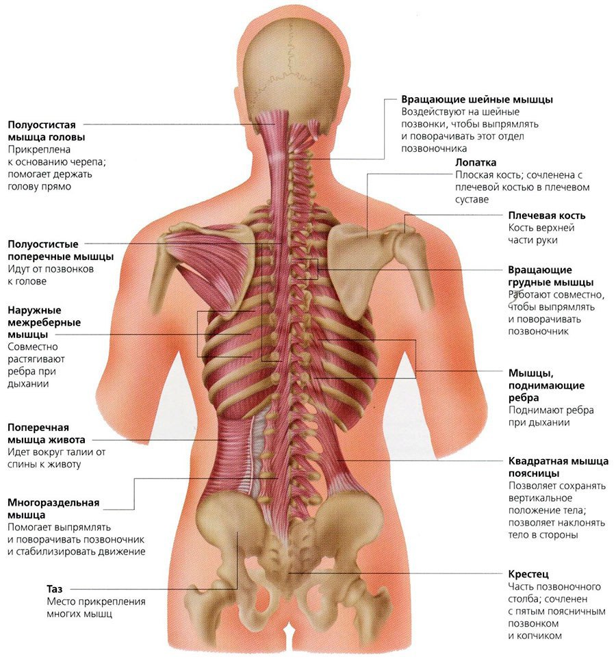Мышцы поясничного отдела позвоночника анатомия