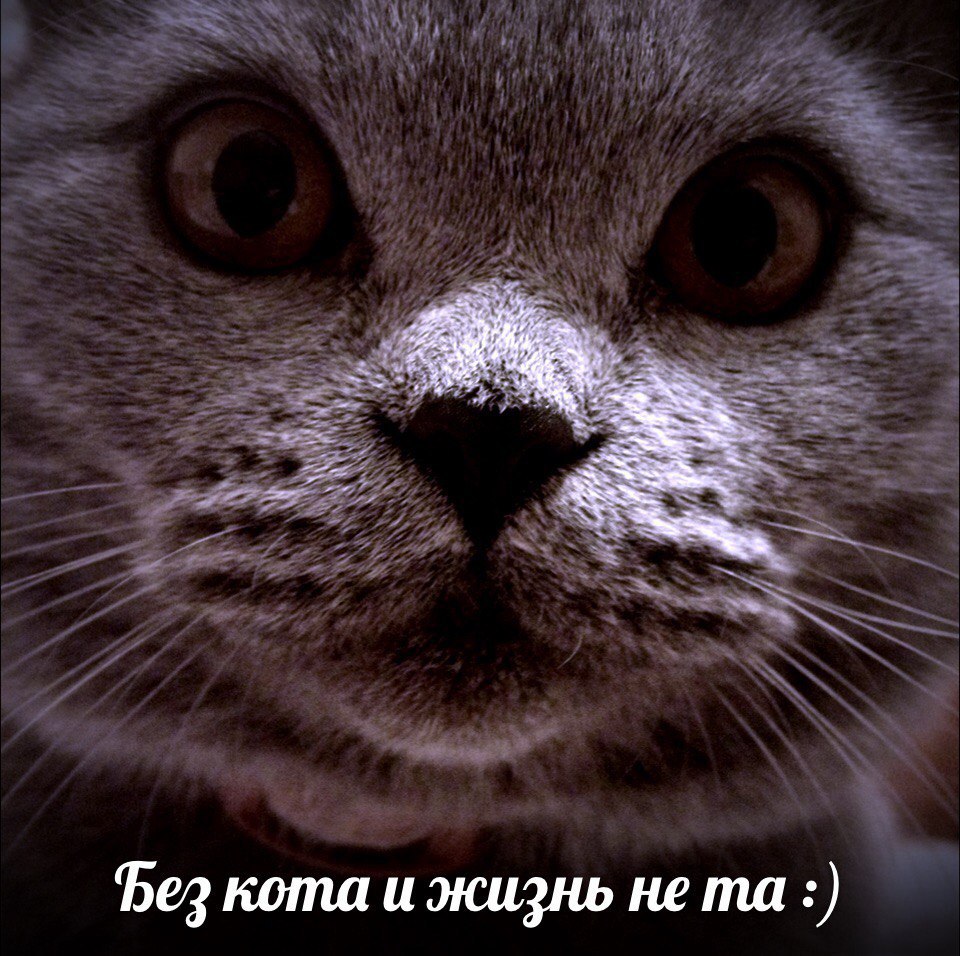 Коты сироты. Кота жизнь не та. Без кота и жизнь не та. Без кота и жизнь не та приколы. Надпись без кота и жизнь не та.