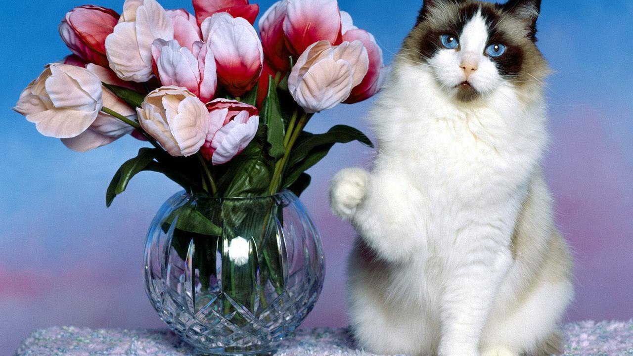 Кошка — магическое животное.Кошка — одно из самых магических животных на земле. Аура ее настолько ...
