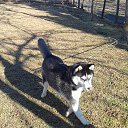 ���� Revaz, �������, 52 ���� - ��������� 5 ������ 2017 � ������ ���� ����������