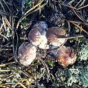 ���� �������, ������, 52 ���� - ��������� 24 ������� 2016 � ������ ���� ����������