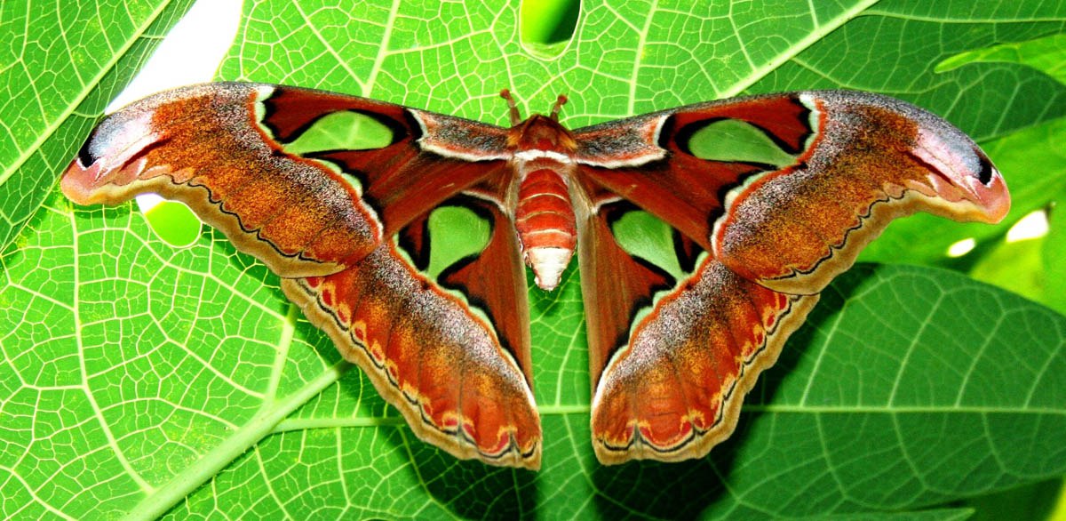 Attacus Atlas.   ,         ... - 2