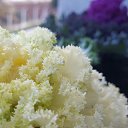���� Ali, ������, 53 ���� - ��������� 15 ������� 2017