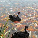 ���� ���������, ��, 64 ���� - ��������� 9 ������� 2017 � ������ ������ ��������