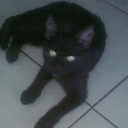 �������, ������ ��������, 65 ���