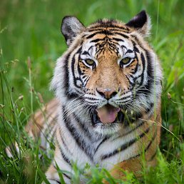 �����, ���������, 27 ���