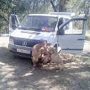 ���� ��������, ���������, 59 ��� - ��������� 13 �������� 2016 � ������ ���������� ������