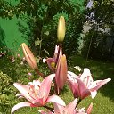 ���� �����, ������ - ��������� 25 ������� 2017 � ������ ���� ������