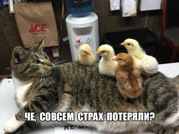 Четкие приколы - 21 февраля 2017 в 07:43