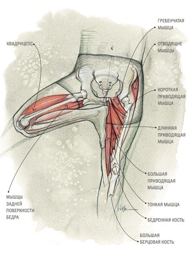 Приводящая мышца бедра фото