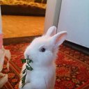 ���� �������, ����� - ��������� 27 �������� 2016