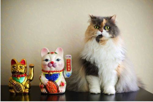 MANEKI -NEKO    ,  ,  ;    ...