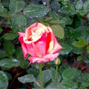 ���� ��������, ������ - ��������� 12 ������� 2016 � ������ ���� ������