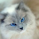 ���� Alex261163, ��������, 62 ���� - ��������� 18 ������� 2016 � ������ ���� ����������