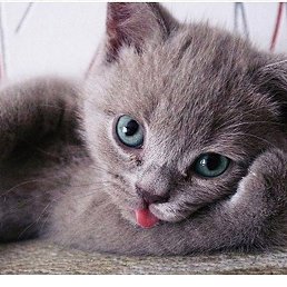 ���� ���, ������, 50 ��� - ��������� 12 �������� 2016