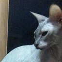 ���� ����, ��������, 53 ���� - ��������� 4 ������� 2016 � ������ ���� ����������