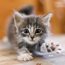 ���� ������, ������ - ��������� 15 �������� 2016 � ������ ���� ����������