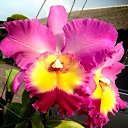 ���� ������, ����������� - ��������� 25 ������� 2016