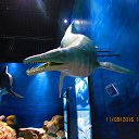 ���� Anatol, ������� - ��������� 5 ������� 2016 � ������ �����������. �. �������. �����������.�