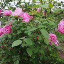 ���� Leonardo da Vinci (MEIdeauri) �������� �� ����� �� ������� ���� ����������