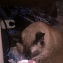 ���� �������, ������, 54 ���� - ��������� 10 ������� 2017 � ������ ���� ��������