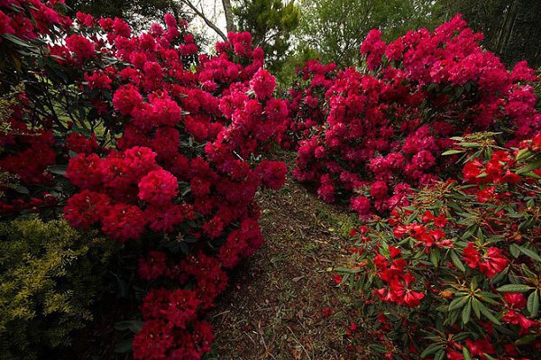 ))).�������������� ��� Maple Glen � ����� �������� �������������� ��� Maple Glen ���������� � ����� ... - 5