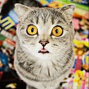 ���� Mister_den, ���� - ��������� 11 ����� 2017 � ������ ���� ����������