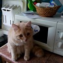 ���� �������, ��������, 61 ��� - ��������� 12 ������ 2016 � ������ ���� ����������