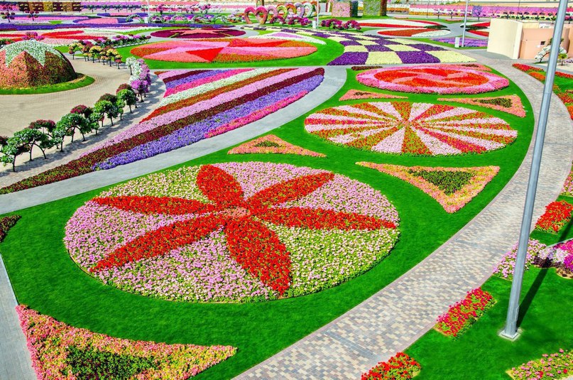 #Dubai Miracle Garden -      , # - 6