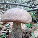 ���� ������, ������ ��������, 74 ���� - ��������� 1 ����� 2017 � ������ ���� ����������