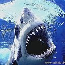  Shark,  -  17  2017    