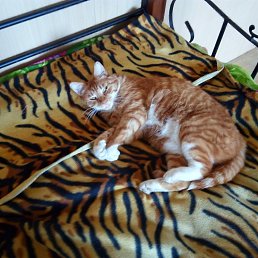 �����, �����������, 43 ����