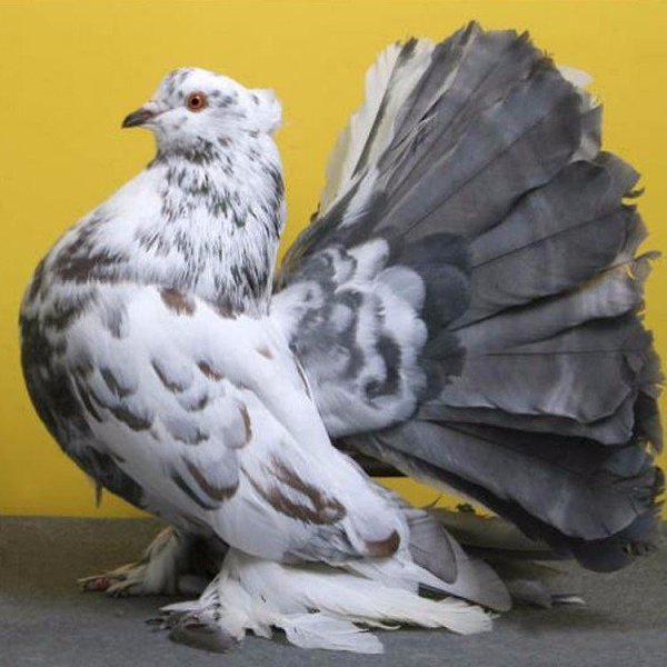 Необыкновенно красивые голуби! Создал же Бог такую красоту! - 2
