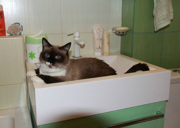 #Безкота_добро.Мою Тосю я нашла 14 лет назад месячным котёнком, когда шла с учебы. Ну не могла я ...