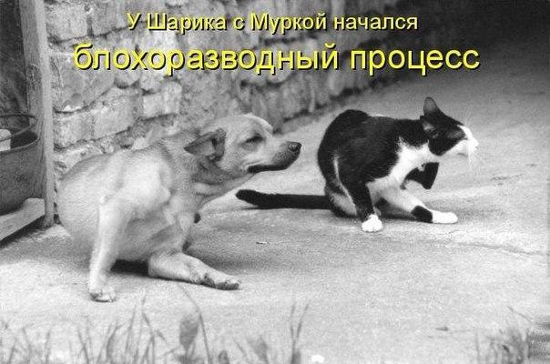 ������ - 20 ����� 2017 � 16:50