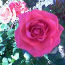 ���� ��������, ������ - ��������� 12 ������� 2016 � ������ ���� ������