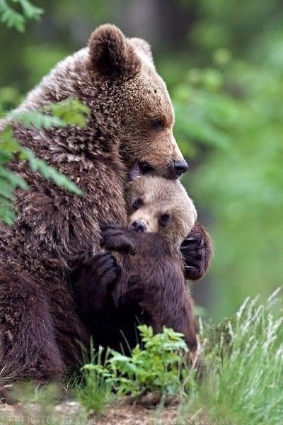 Мама... для каждого на земле она самая любимая, родная, единственная. У нее самое доброе, любящее и ...